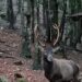 Fauna selvatica, il Grig: “Qualche soldo, ma nessun atto concreto per salvare i cervi e impedire incidenti”