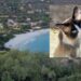 Strage di gatti infinita a Torre delle Stelle, avvelenati senza pietà