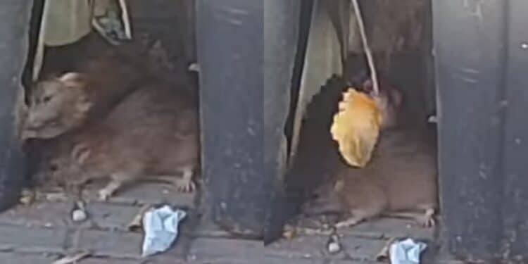 Cagliari, ratti alla fermata del bus in via Abruzzi: “Rovistano tra i rifiuti”