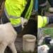 Serramanna, scorte di acqua per i cani del rifugio grazie alla protezione civile
