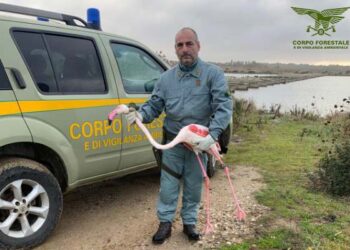 Fenicottero ferito da tempo nello stagno di Cabras, salvataggio spettacolare del Corpo forestale