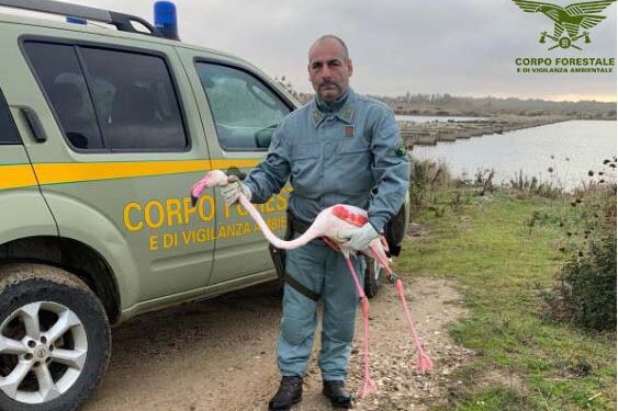 Fenicottero ferito da tempo nello stagno di Cabras, salvataggio spettacolare del Corpo forestale