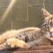 Radio Zampetta Sarda: scomparsa Micia, la mascotte della clinica di via Turati a Quartu