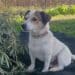 Sestu, cagnolino sparato e ucciso: trovato morto dopo giorni di ricerca