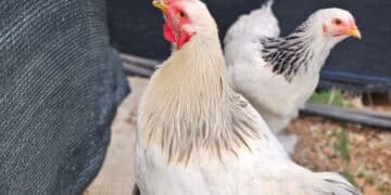 Assemini, rubati un gallo e una gallina: “Allevati fin da pulcini, restituiteceli”