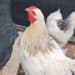 Assemini, rubati un gallo e una gallina: “Allevati fin da pulcini, restituiteceli”