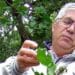 Addio a Ignazio Camarda, il super esperto di fiori e piante in Sardegna