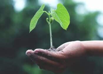 Sarroch: ok a “Incomunis”, progetto per la Comunità di Tutela delle Agro Biodiversità