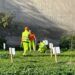Ladri di alberi da frutto in azione, sottratte alcune piante a Quartu