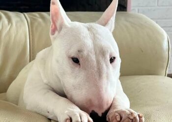 Maracalagonis, cucciolone depresso a causa del padrone malato cerca una nuova casa
