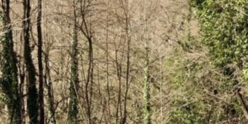 Maltempo, un albero travolge e uccide un operaio