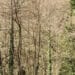 Maltempo, un albero travolge e uccide un operaio