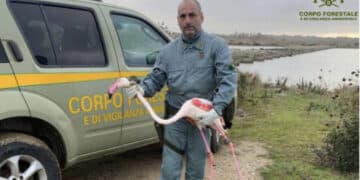 Cabras, fenicottero salvato dalla forestale nelle acque di uno stagno