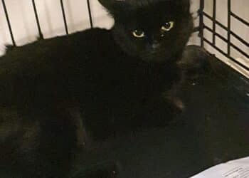 Il miracolo di Morgana a Radio Zampetta Sarda