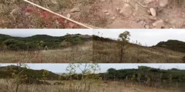 Sinnai, le piante del rimboschimento? Mangiate dagli animali, seccate o calpestate