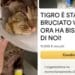Dolianova, per Tigro cure garantite: raccolti 10mila euro in due giorni