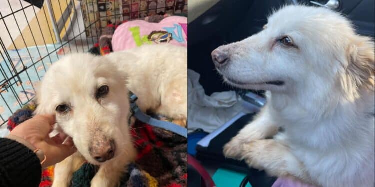 Cagliari, la dolce Megghy ha vagliato il suo padrone morto per oltre un mese: ora cerca casa