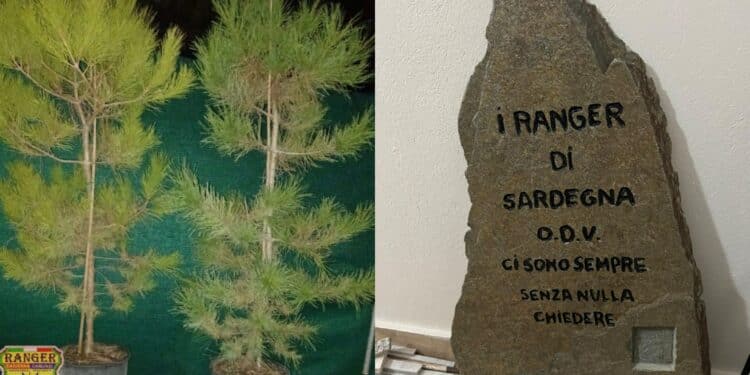 Monserrato, arriva l’albero del volontariato