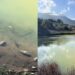 Capoterra, moria di pesci nel lago di Poggio dei Pini