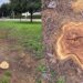 Assemini e il mistero degli alberi abbattuti: la preoccupazione di un cittadino artista