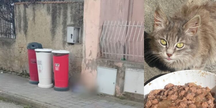 Serdiana, diventa un caso nazionale il divieto di dare cibo ai gatti randagi: “Nessuna norma può vietare di nutrire gli animali”