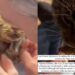 Addio Tigro, il gatto bruciato vivo: vittima della cattiveria umana, non ce l’ha fatta