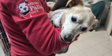 Scuoiato vivo da altri cani a Terralba, Colletto operato e salvato da morte certa