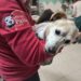 Scuoiato vivo da altri cani a Terralba, Colletto operato e salvato da morte certa