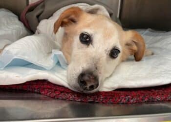 Addio a Sciarpino, il cane scuoiato vivo: troppo gravi le ferite riportate, nonostante le cure dei veterinari