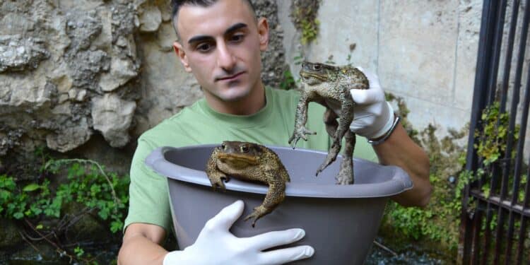 Rospi intrappolati in una presa d’acqua su un fiume, la difficile convivenza tra anfibi e infrastrutture in Sardegna