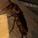 Lotta contro le blatte a Monserrato, si gioca in anticipo