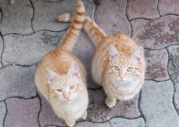 Sinnai, allarme esche avvelenate: decimati i gatti di proprietà e delle colonie