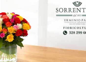 Il significato dei colori delle rose
