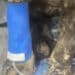 Dolianova, gatto usato come miccia e incendiato con della benzina: ricoverato in clinica in gravi condizioni