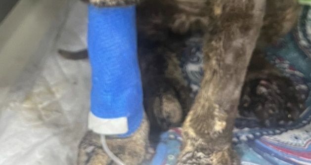 Dolianova, gatto usato come miccia e incendiato con della benzina: ricoverato in clinica in gravi condizioni