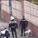 Cagliari, pitbull vagante in viale San Vincenzo: recuperato dalla Polizia Municipale
