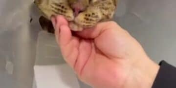Dolianova, gara di solidarietà per il gatto Tigro bruciato vivo: raccolti in poche ore 4 mila euro