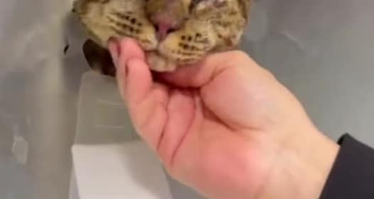 Dolianova, gara di solidarietà per il gatto Tigro bruciato vivo: raccolti in poche ore 4 mila euro