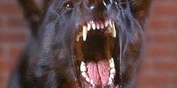 Selargius, cane al guinzaglio attaccato in strada da un altro esemplare scappato da casa