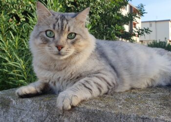Radio Zampetta Sarda, svolta nella sparizione di Fumè: un video inchioda una donna