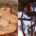 Assemini, alberi abbattuti: i bimbi hanno acceso un cero per dire addio al grande cipresso di via Carmine