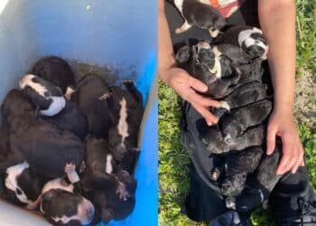 Sestu, 10 cuccioli gettati in un secchio e abbandonati in periferia