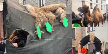Il carnevale di Ovodda al centro delle polemiche: “Ancora animali morti e sanguinanti come trofeo”