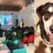 Quartu, gli animali al centro della comunità: presto un’oasi dedicata ai cani
