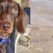 Strani molluschi in riva al mare, nuovo caso fatale per un cane a Olbia