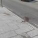 Cagliari, il centro storico “sotto assedio” tra risse e aggressioni, “Stampace grida aiuto alle istituzioni”: “Siamo trincerati in casa”