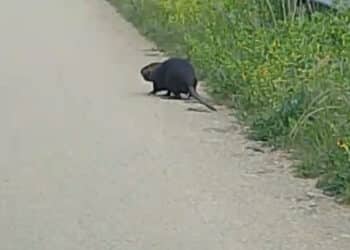 Villanovaforru, incontri curiosi sulla strada di “Sant’Antiogu”: nutria passeggia allegramente tra jogger e asparagisti