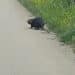 Villanovaforru, incontri curiosi sulla strada di “Sant’Antiogu”: nutria passeggia allegramente tra jogger e asparagisti