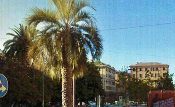 Donna di 58 anni viene travolta da una palma in strada e muore