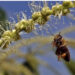 Viene punto da un’ape, muore a 45 anni